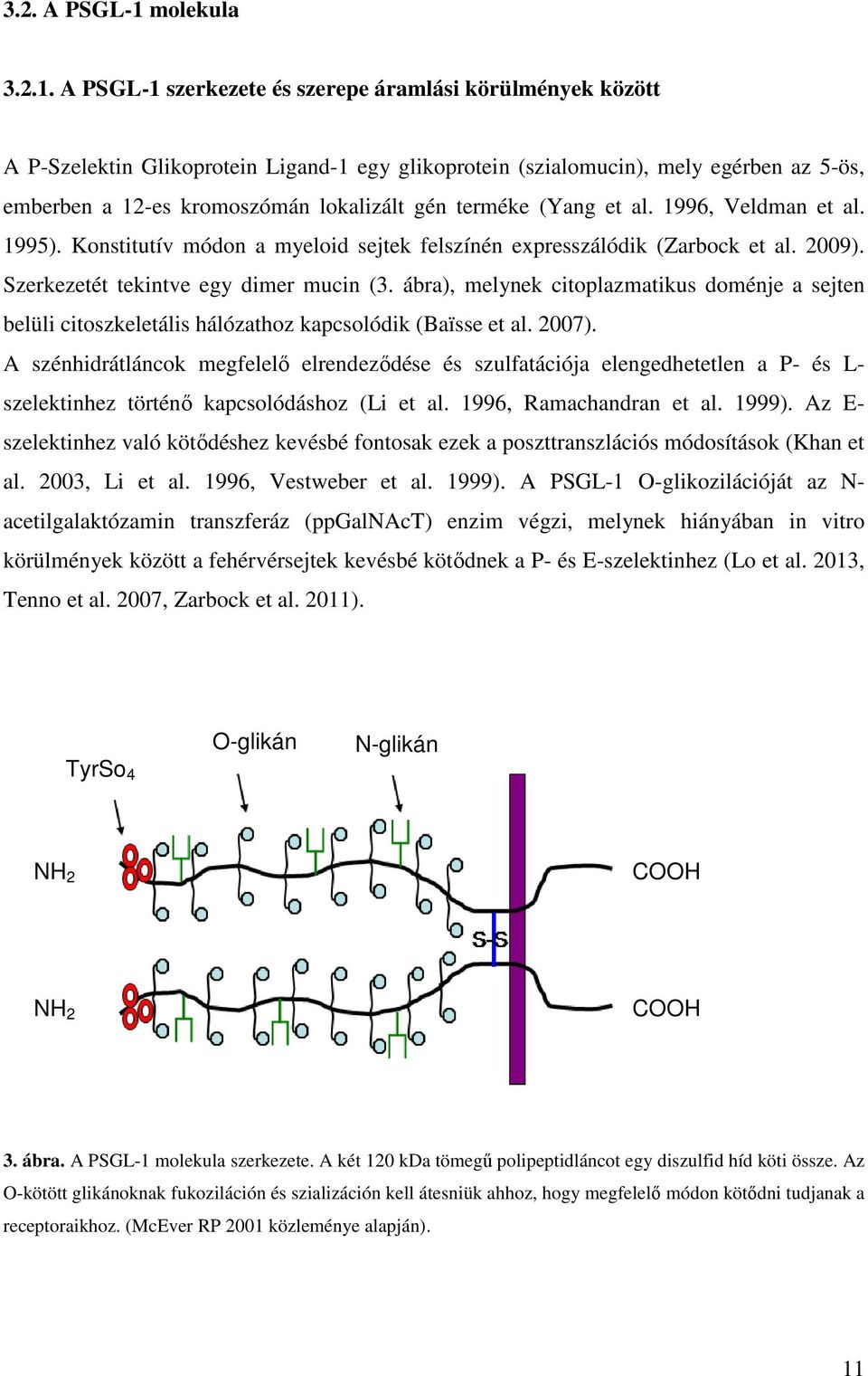 A PSGL-1 szerkezete és szerepe áramlási körülmények között A P-Szelektin Glikoprotein Ligand-1 egy glikoprotein (szialomucin), mely egérben az 5-ös, emberben a 12-es kromoszómán lokalizált gén