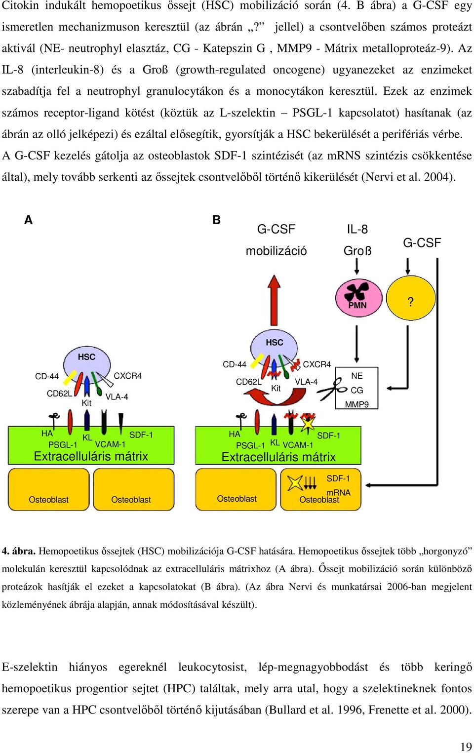 Az IL-8 (interleukin-8) és a Groß (growth-regulated oncogene) ugyanezeket az enzimeket szabadítja fel a neutrophyl granulocytákon és a monocytákon keresztül.