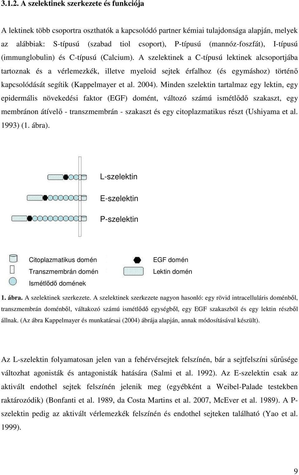 (mannóz-foszfát), I-típusú (immunglobulin) és C-típusú (Calcium).