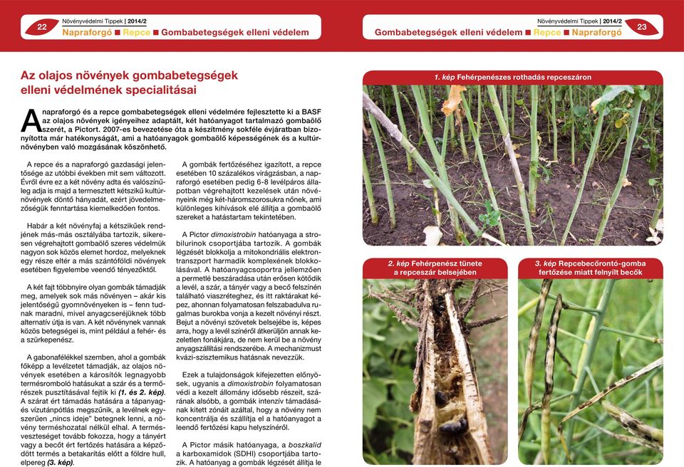 szerét, a Pictort. 2007-es bevezetése óta a készítmény sokféle évjáratban bizonyította már hatékonyságát, ami a hatóanyagok gombaölő képességének és a kultúrnövényben való mozgásának köszönhető.