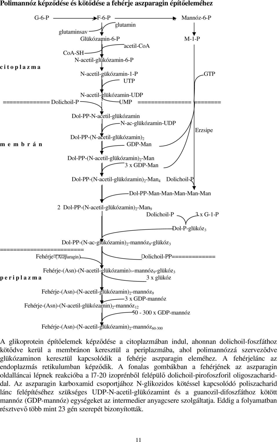 Dol-PP-(N-acetil-glükózamin) 2 GDP-Man Dol-PP-(N-acetil-glükózamin) 2 -Man 3 x GDP-Man Dol-PP-(N-acetil-glükózamin) 2 -Man 4 Dolichoil-P Erzsipe Dol-PP-Man-Man-Man-Man-Man 2