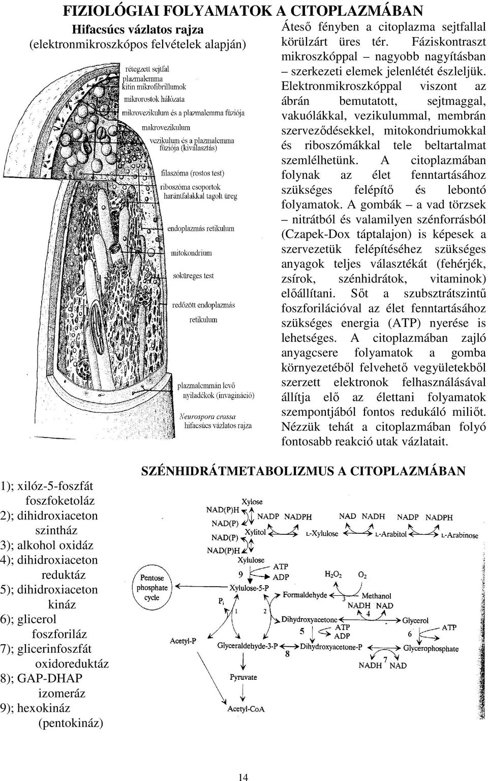 Elektronmikroszkóppal viszont az ábrán bemutatott, sejtmaggal, vakuólákkal, vezikulummal, membrán szerveződésekkel, mitokondriumokkal és riboszómákkal tele beltartalmat szemlélhetünk.