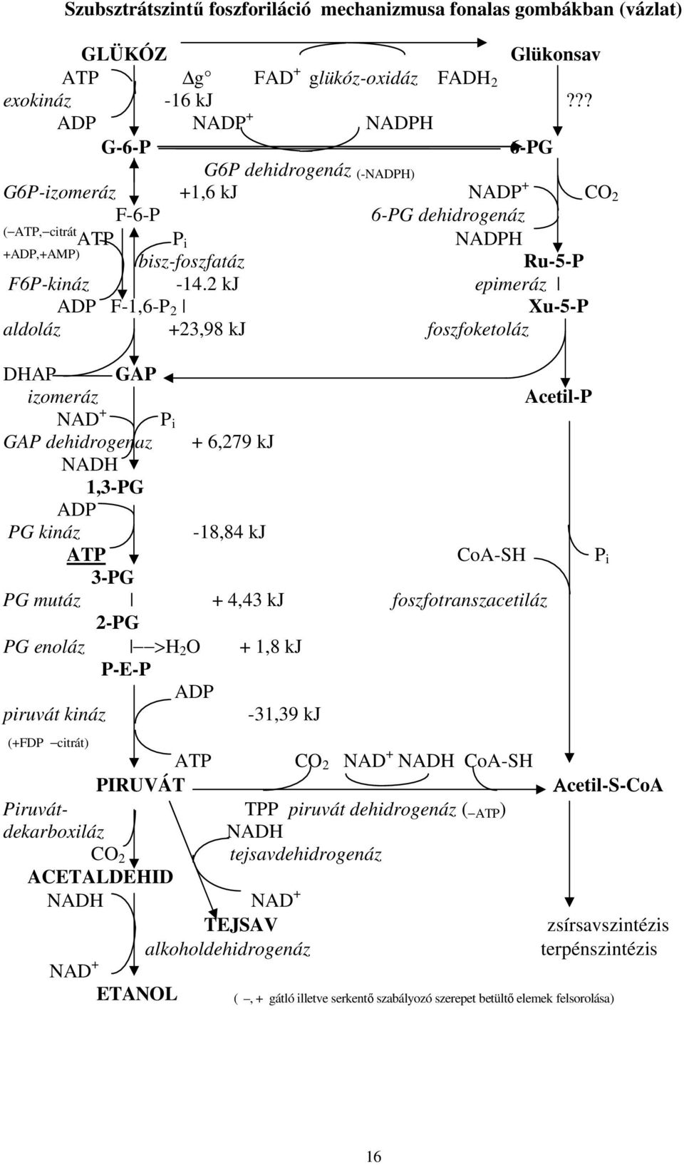 2 kj epimeráz ADP F-1,6-P 2 Xu-5-P aldoláz +23,98 kj foszfoketoláz DHAP GAP izomeráz Acetil-P NAD + P i GAP dehidrogenáz + 6,279 kj NADH 1,3-PG ADP PG kináz -18,84 kj ATP CoA-SH P i 3-PG PG mutáz +