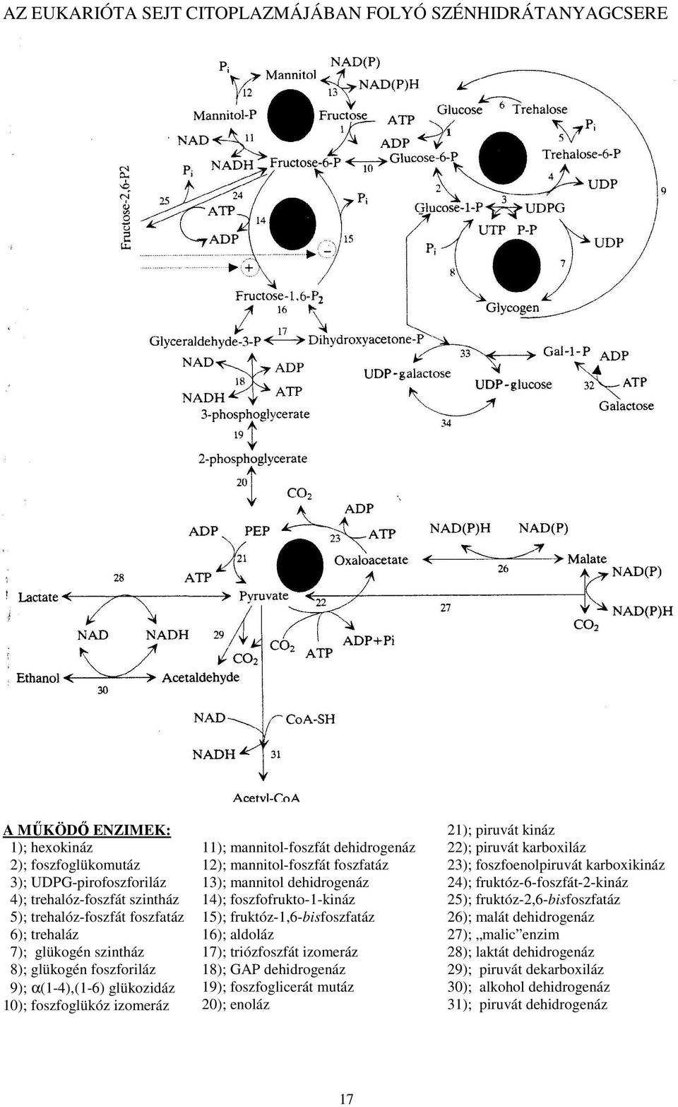 dehidrogenáz 14); foszfofrukto-1-kináz 15); fruktóz-1,6-bisfoszfatáz 16); aldoláz 17); triózfoszfát izomeráz 18); GAP dehidrogenáz 19); foszfoglicerát mutáz 20); enoláz 21); piruvát kináz 22);