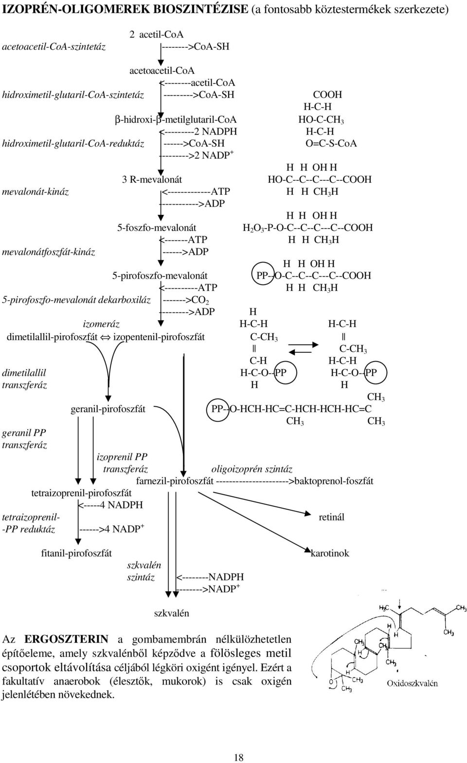 HO-C--C--C---C--COOH mevalonát-kináz <-------------ATP H H CH 3 H ------------>ADP H H OH H 5-foszfo-mevalonát H 2 O 3 -P-O-C--C--C---C--COOH <-------ATP H H CH 3 H mevalonátfoszfát-kináz ------>ADP