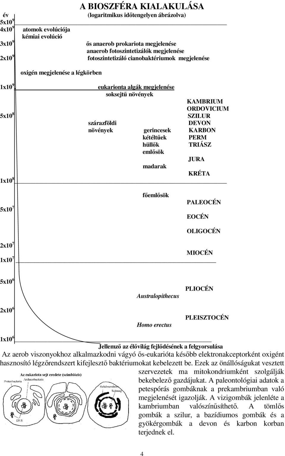 eukarionta algák megjelenése soksejtű növények KAMBRIUM ORDOVICIUM 5x10 8 SZILUR szárazföldi DEVON növények gerincesek KARBON kétéltűek PERM hüllők TRIÁSZ emlősök JURA madarak KRÉTA 1x10 8 5x10 7