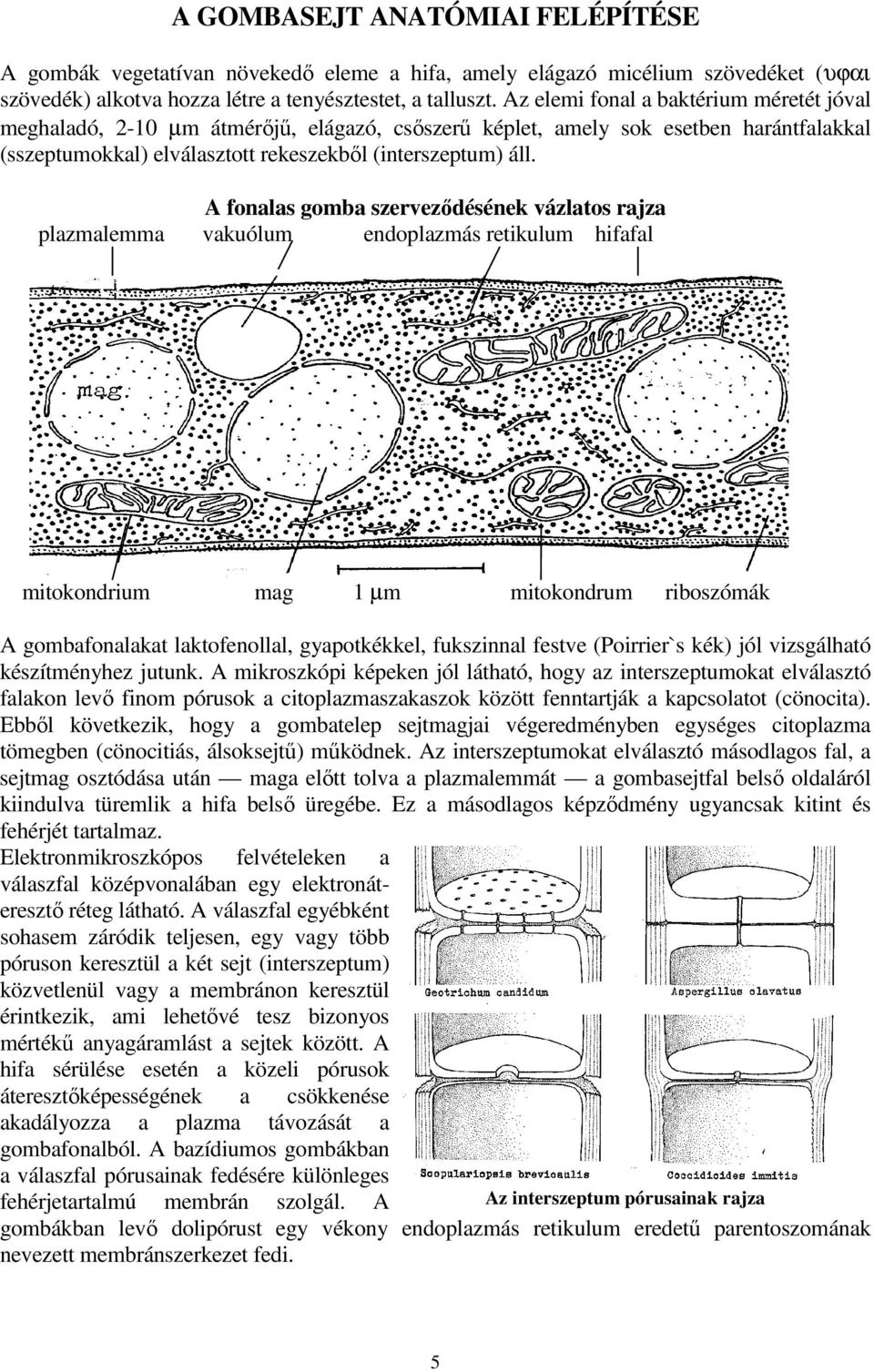 A fonalas gomba szerveződésének vázlatos rajza plazmalemma vakuólum endoplazmás retikulum hifafal mitokondrium mag 1 µm mitokondrum riboszómák A gombafonalakat laktofenollal, gyapotkékkel, fukszinnal
