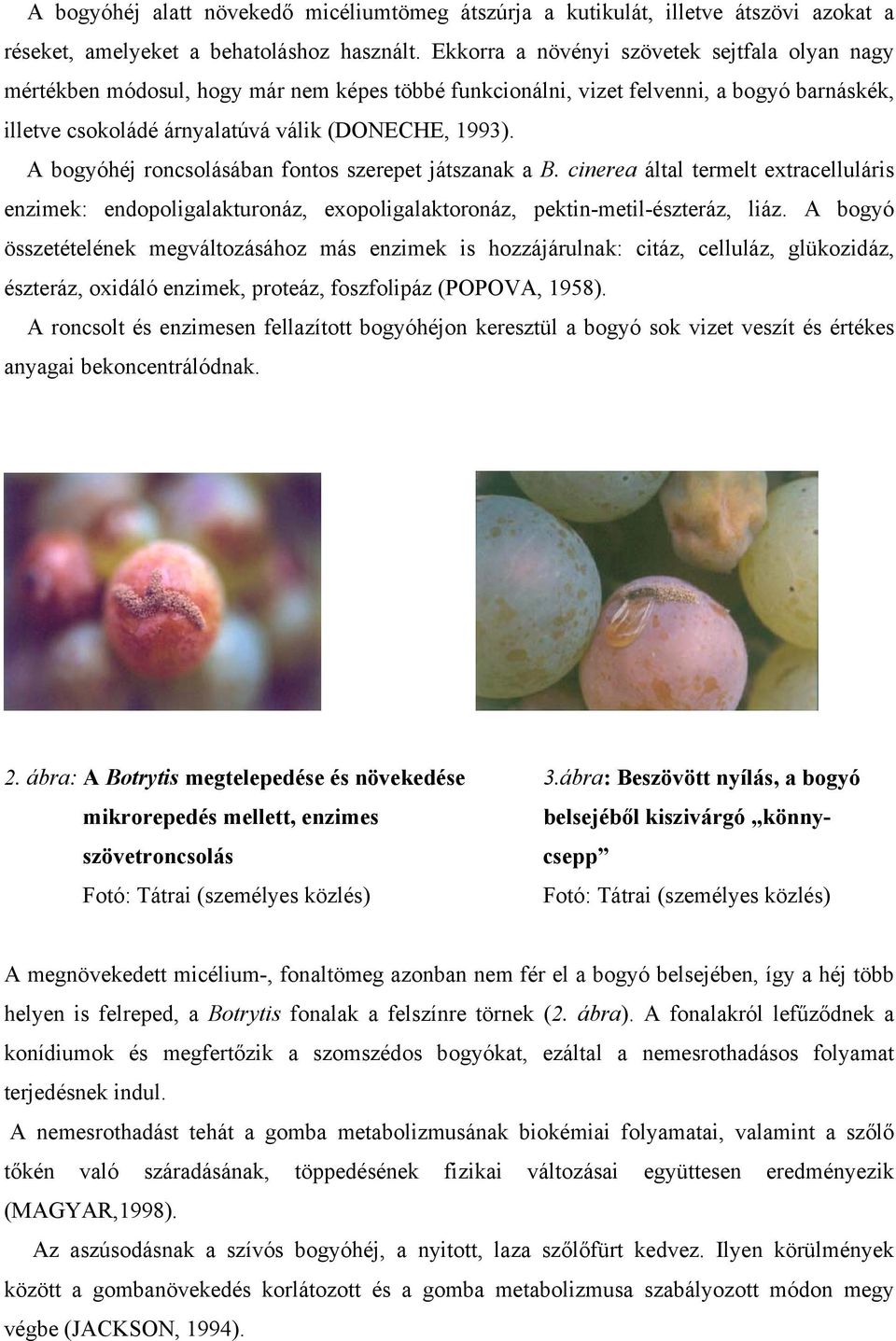 A bogyóhéj roncsolásában fontos szerepet játszanak a B. cinerea által termelt extracelluláris enzimek: endopoligalakturonáz, exopoligalaktoronáz, pektin-metil-észteráz, liáz.