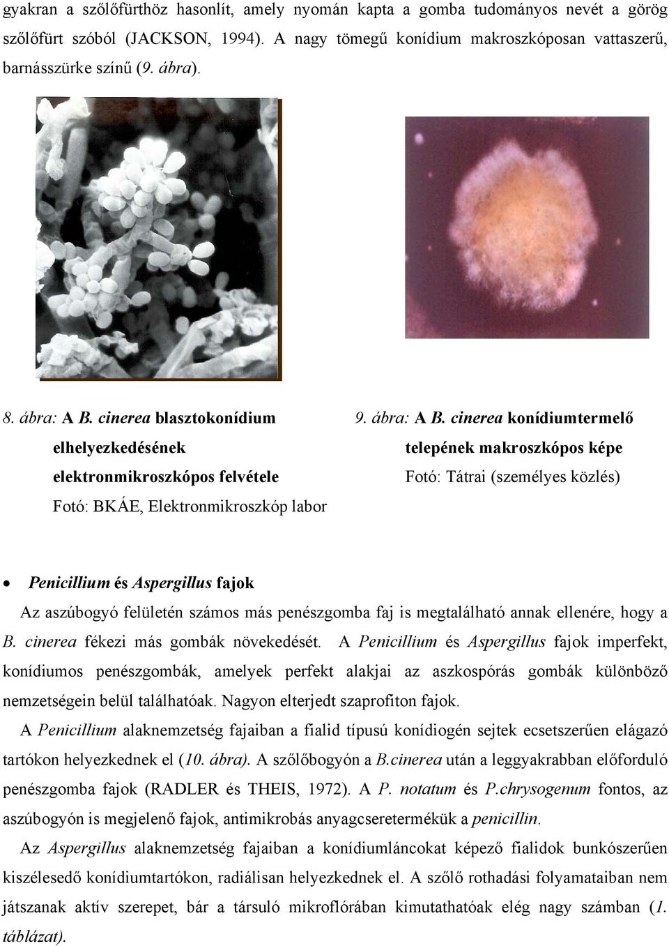 cinerea blasztokonídium 9. ábra: A B.