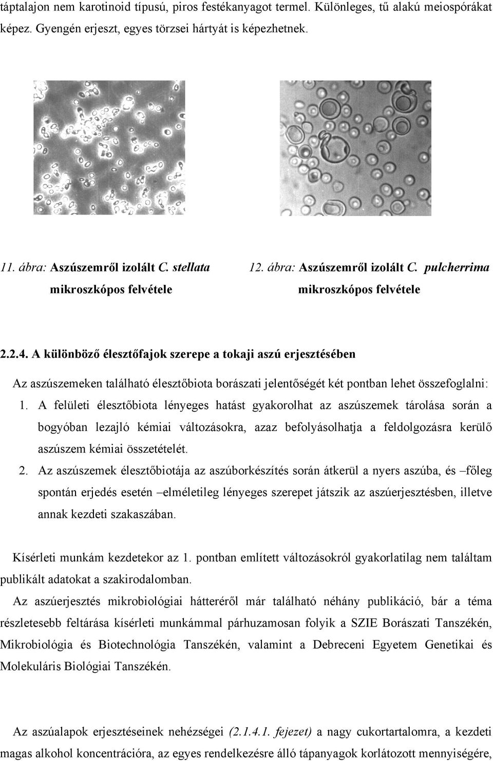 A különböző élesztőfajok szerepe a tokaji aszú erjesztésében Az aszúszemeken található élesztőbiota borászati jelentőségét két pontban lehet összefoglalni: 1.