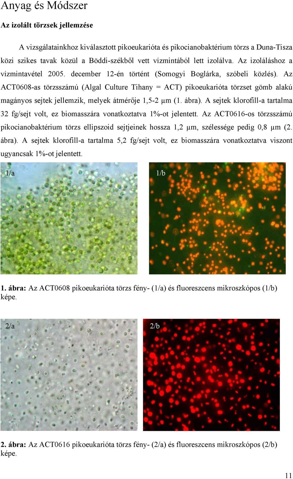 Az ACT0608-as törzsszámú (Algal Culture Tihany = ACT) pikoeukarióta törzset gömb alakú magányos sejtek jellemzik, melyek átmérője 1,5-2 µm (1. ábra).