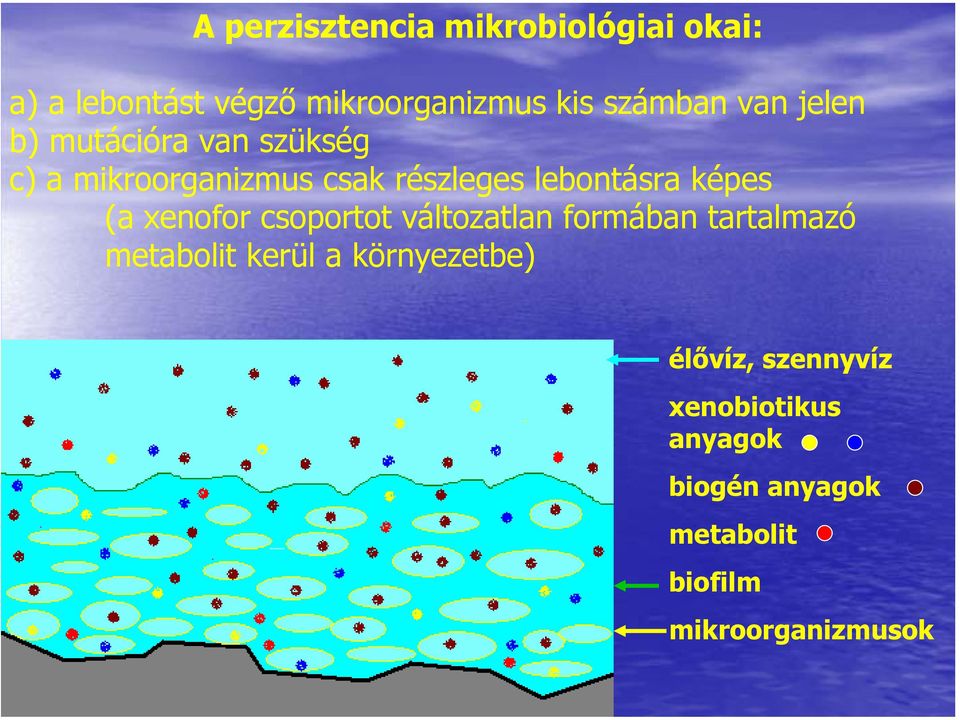 képes (a xenofor csoportot változatlan formában tartalmazó metabolit kerül a