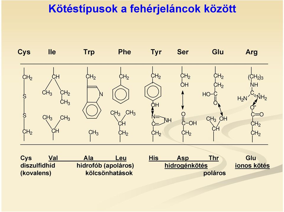 2 CH 2 HO C O CH 3 CHOH (CH 2 )3 NH C + H 2 N NH 2 - O C O CH 2 CH 2 Cys Val Ala Leu His Asp