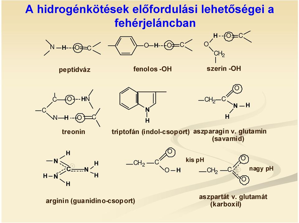 triptofán (indol-csoport) aszparagin v.