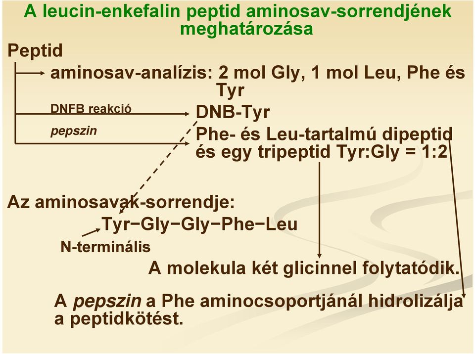 egy tripeptid Tyr:Gly = 1:2 Az aminosavak-sorrendje: Tyr Gly Gly Phe Leu N-terminális A