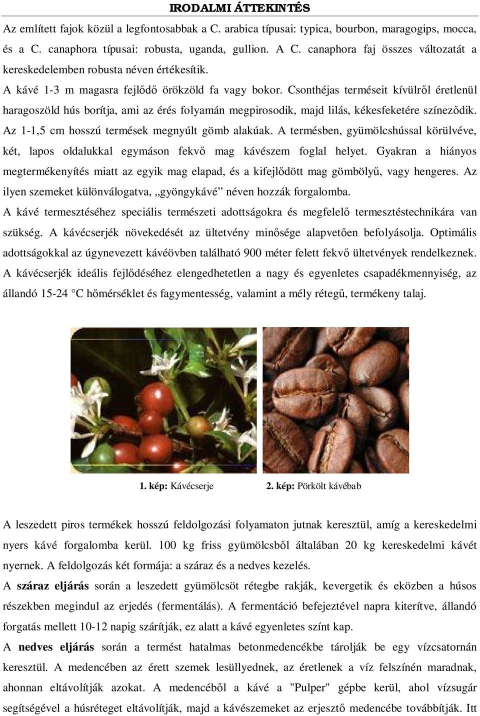 Csonthéjas terméseit kívülr l éretlenül haragoszöld hús borítja, ami az érés folyamán megpirosodik, majd lilás, kékesfeketére színez dik. Az 1-1,5 cm hosszú termések megnyúlt gömb alakúak.