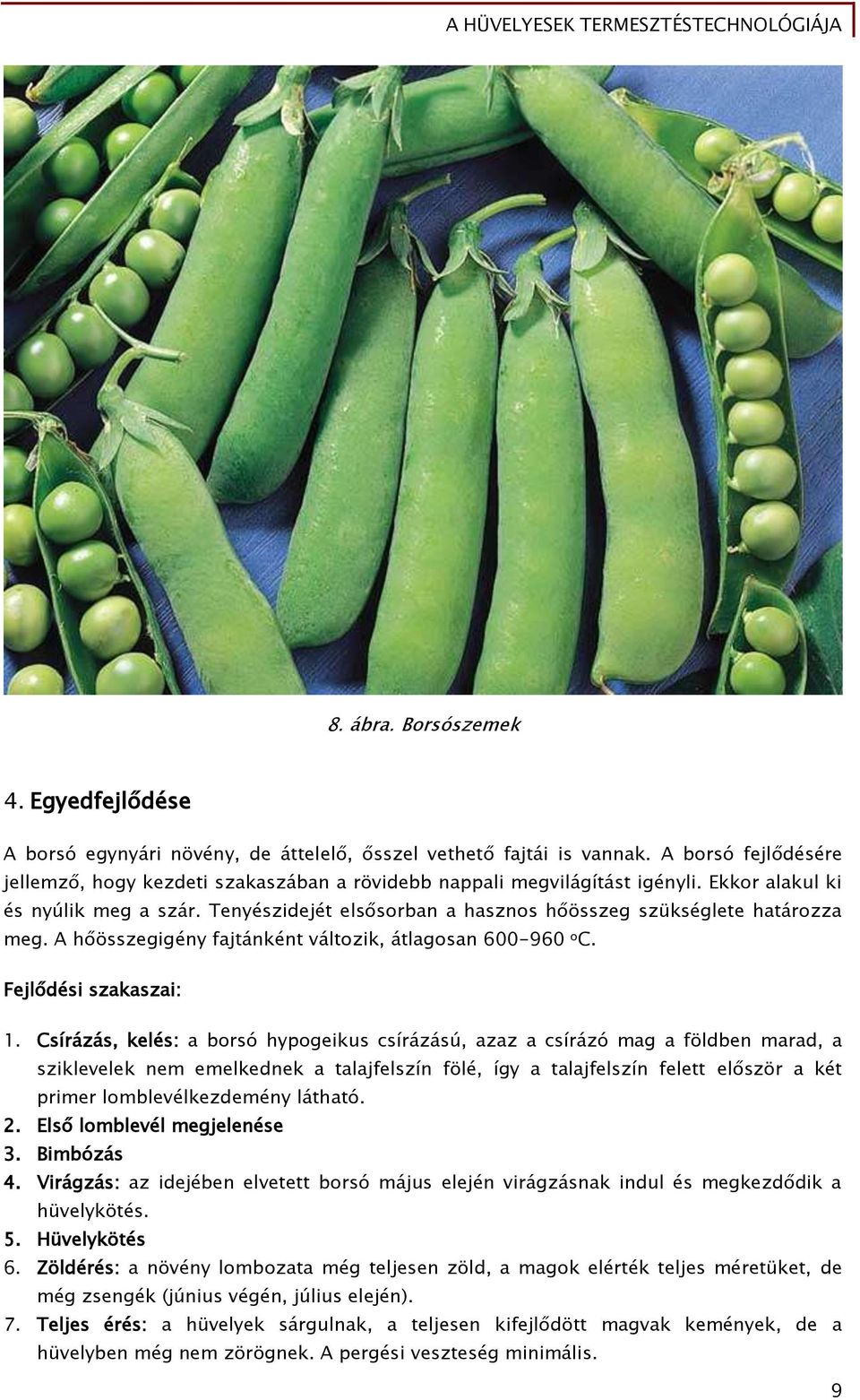 Tenyészidejét elsősorban a hasznos hőösszeg szükséglete határozza meg. A hőösszegigény fajtánként változik, átlagosan 600-960 o C. Fejlődési szakaszai: 1.