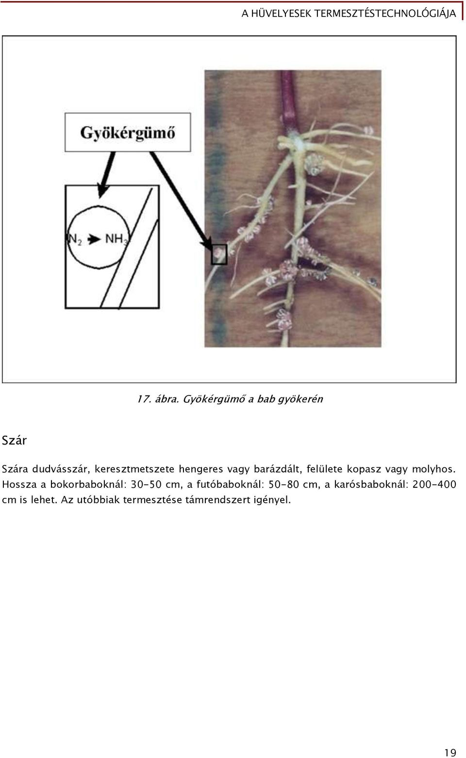 hengeres vagy barázdált, felülete kopasz vagy molyhos.