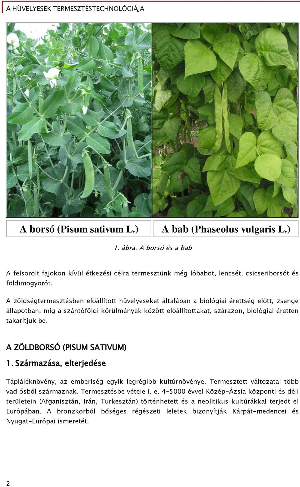 be. A ZÖLDBORSÓ (PISUM SATIVUM) 1. Származása, elterjedése Tápláléknövény, az emberiség egyik legrégibb kultúrnövénye. Termesztett változatai több vad ősből származnak. Termesztésbe vétele i. e. 4 5000 évvel Közép-Ázsia központi és déli területein (Afganisztán, Irán, Turkesztán) történhetett és a neolitikus kultúrákkal terjedt el Európában.