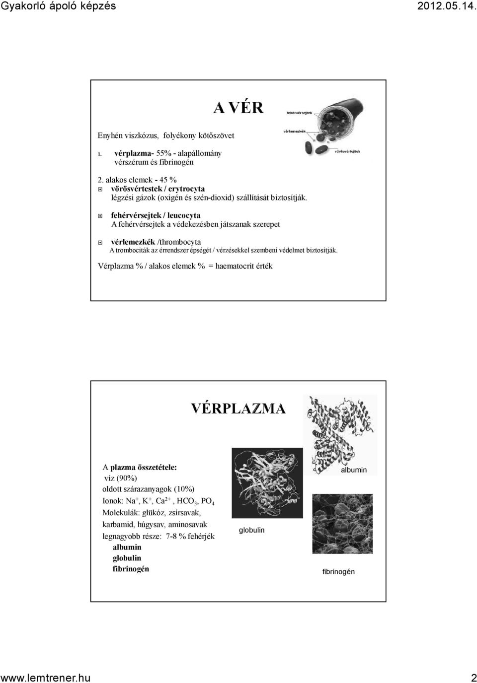 fehérvérsejtek / leucocyta A fehérvérsejtek a védekezésben játszanak szerepet vérlemezkék /thrombocyta A trombociták az érrendszer épségét / vérzésekkel szembeni védelmet