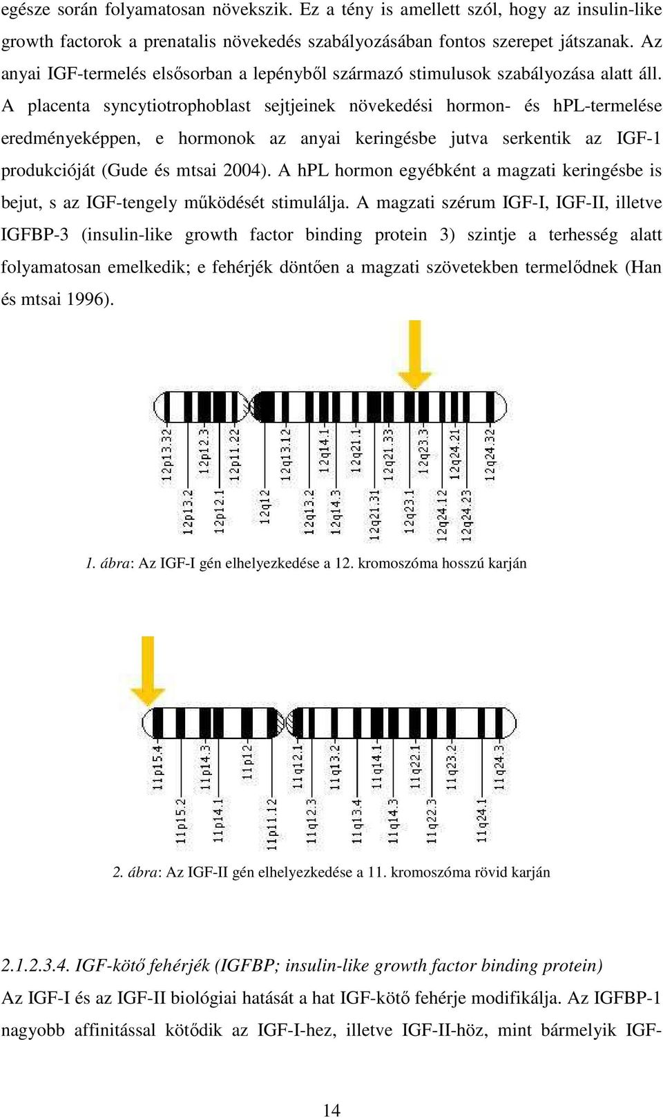 A placenta syncytiotrophoblast sejtjeinek növekedési hormon- és hpl-termelése eredményeképpen, e hormonok az anyai keringésbe jutva serkentik az IGF-1 produkcióját (Gude és mtsai 2004).