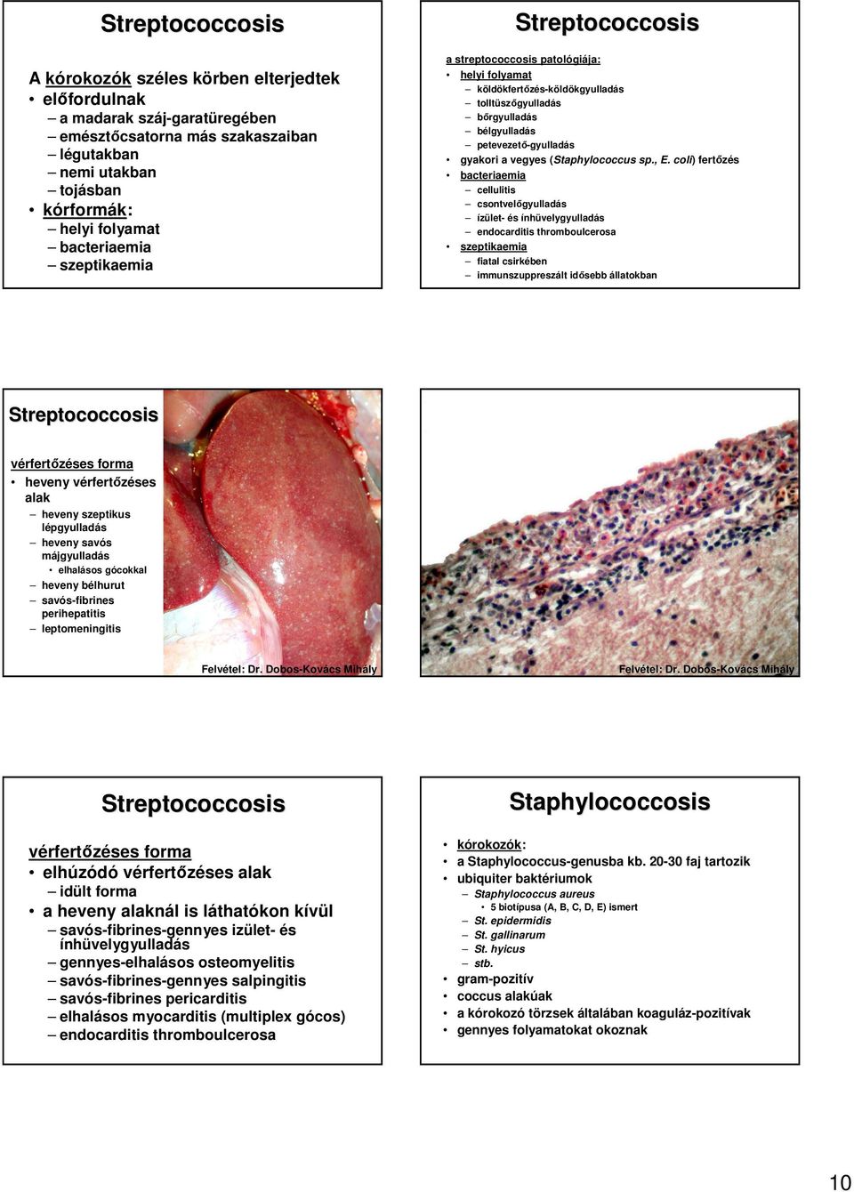 vegyes (Staphylococcus sp., E.