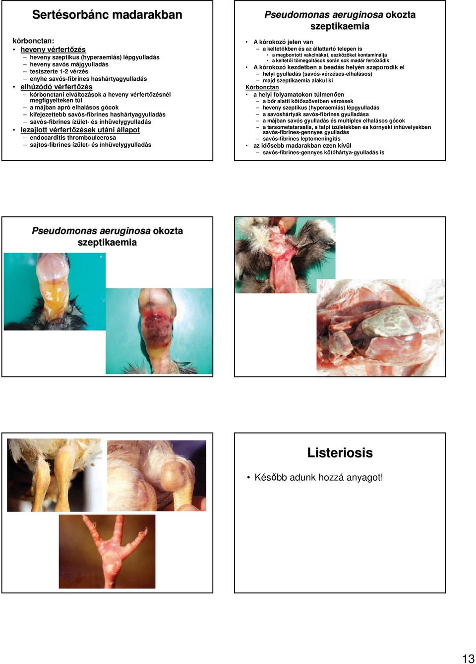 ínhüvelygyulladás lezajlott vérfertızések utáni állapot endocarditis thromboulcerosa sajtos-fibrines ízület- és ínhüvelygyulladás Pseudomonas aeruginosa okozta szeptikaemia A kórokozó jelen van a