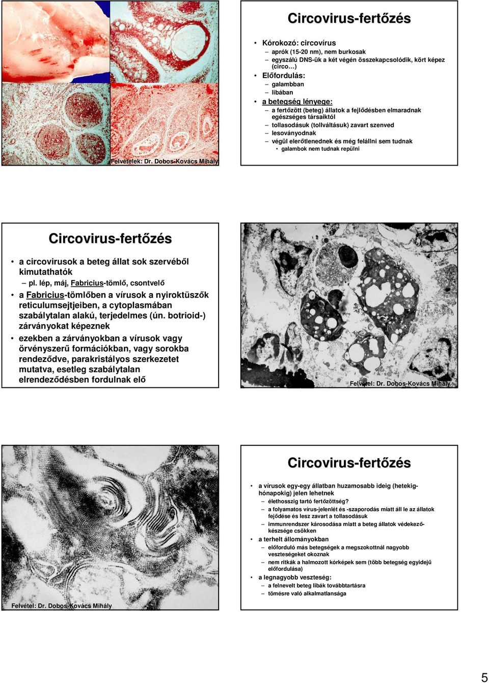 repülni Felvételek: Dr. Dobos-Kovács Mihály Circovirus-fert fertızés a circovirusok a beteg állat sok szervébıl kimutathatók pl.