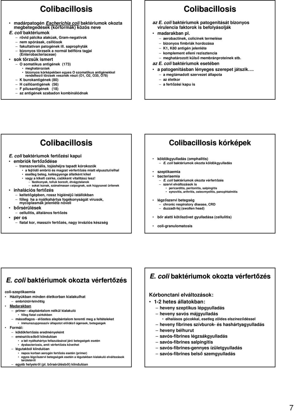 saprophyták bizonyos törzseik a normál bélflóra tagjai (Enterobacteriaceae) sok törzsük ismert O somatikus antigének (173) meghatározóak bizonyos kórképekben egyes O szomatikus antigénekkel