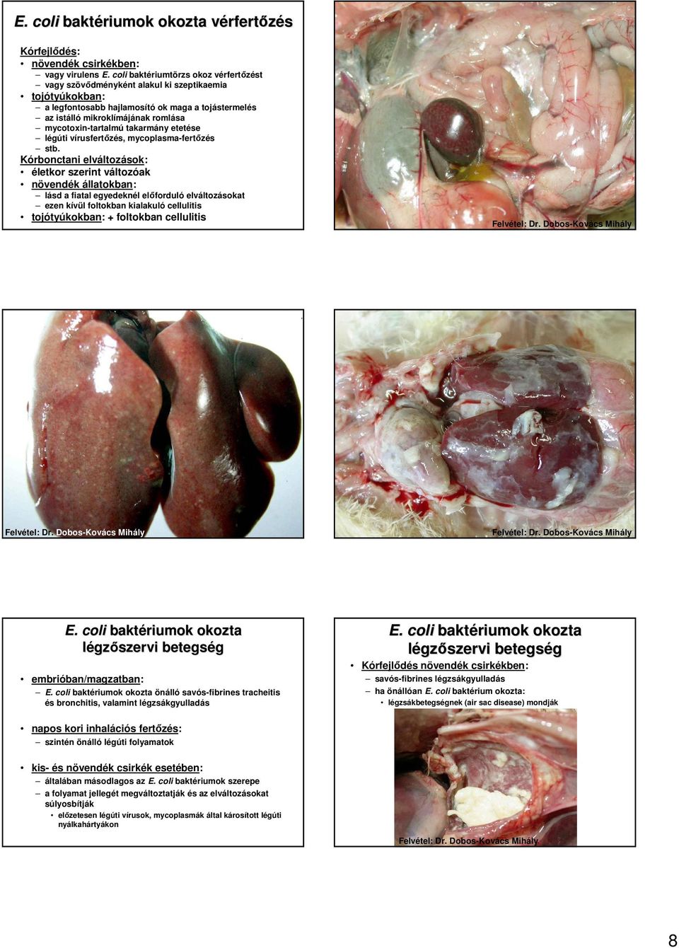 mycotoxin-tartalmú takarmány etetése légúti vírusfertızés, mycoplasma-fertızés stb.