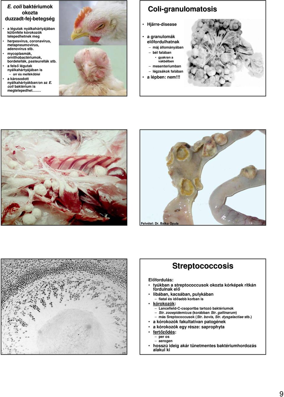 Coli-granulomatosis Hjärre-disease a granulomák elıfordulhatnak máj állományában bél falában gyakran a vakbélben mesenteriumban légzsákok falában a lépben: nem!!! Felvétel: Dr.