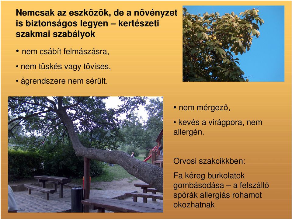 sérült. nem mérgező, kevés a virágpora, nem allergén.