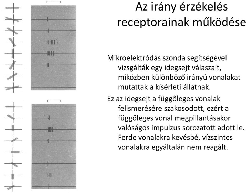 Ez az idegsejt a függőleges vonalak felismerésére szakosodott, ezért a függőleges vonal