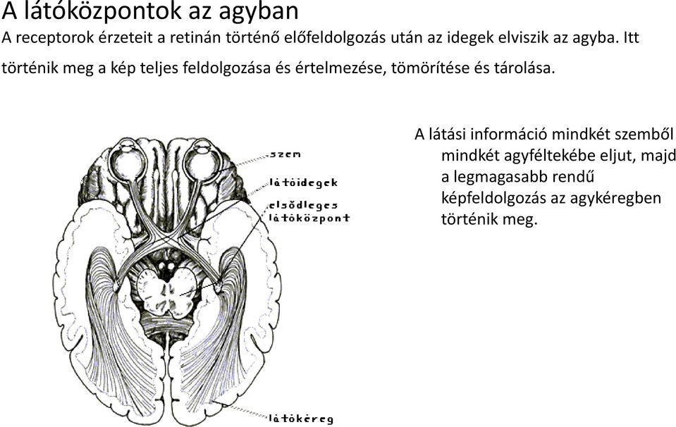 Itt történik meg a kép teljes feldolgozása és értelmezése, tömörítése és tárolása.