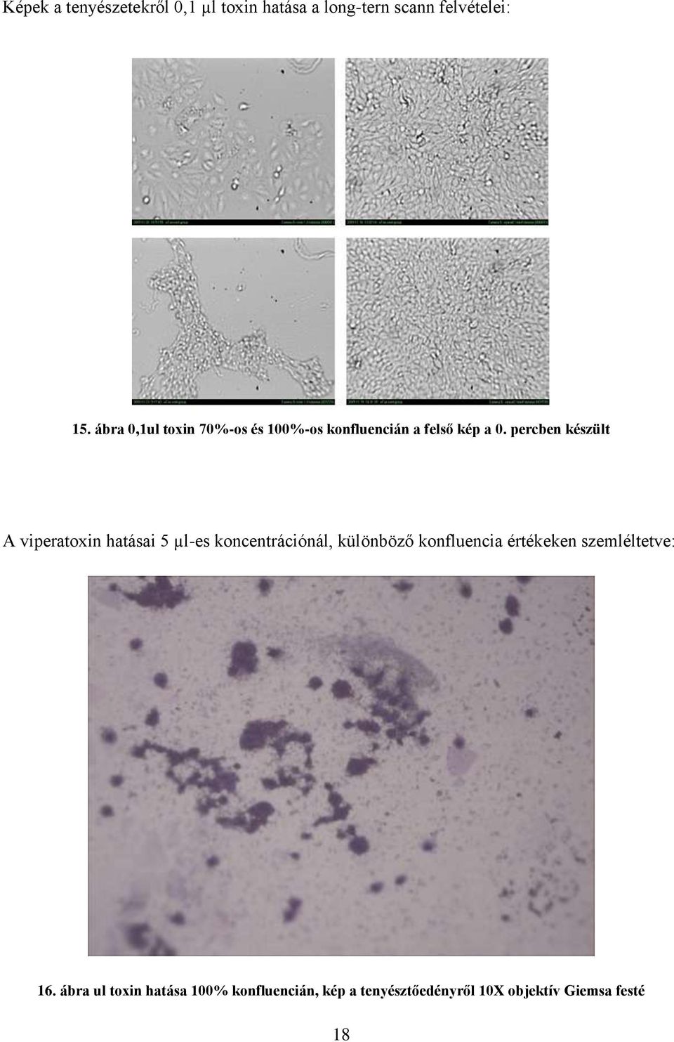 percben készült A viperatoxin hatásai 5 µl-es koncentrációnál, különböző konfluencia