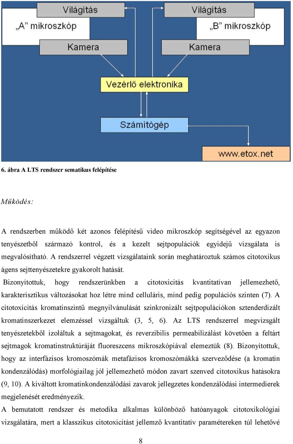 Bizonyítottuk, hogy rendszerünkben a citotoxicitás kvantitatívan jellemezhető, karakterisztikus változásokat hoz létre mind celluláris, mind pedig populációs szinten (7).