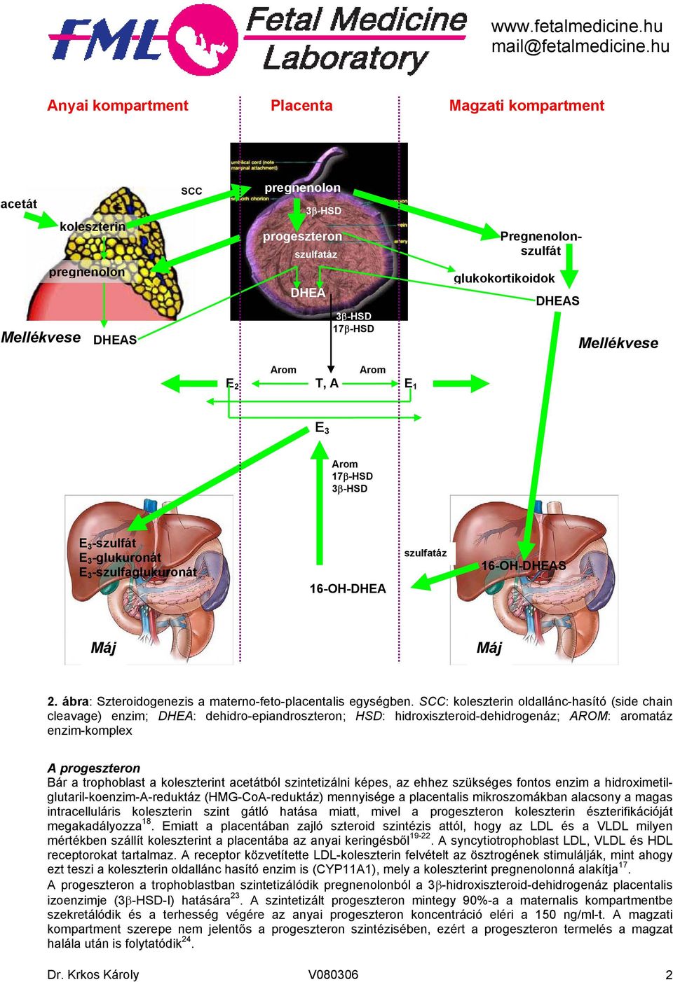 SCC: koleszterin oldallánc-hasító (side chain cleavage) enzim; DHEA: dehidro-epiandroszteron; HSD: hidroxiszteroid-dehidrogenáz; AROM: aromatáz enzim-komplex A progeszteron Bár a trophoblast a