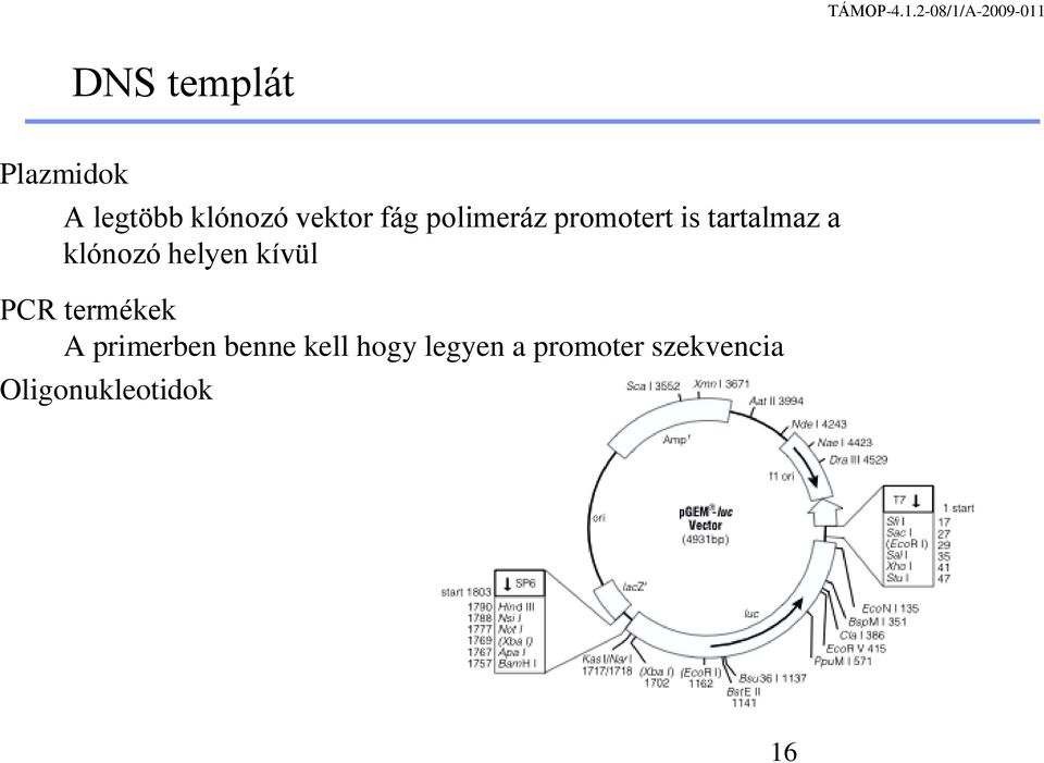 helyen kívül PCR termékek A primerben benne kell