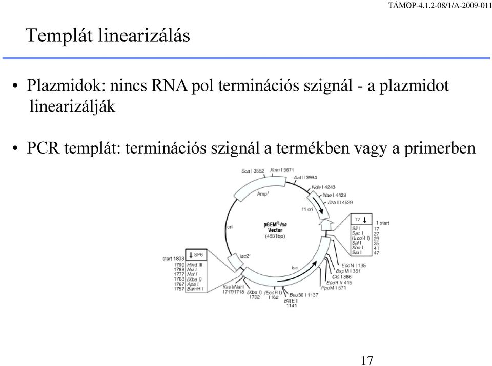 plazmidot linearizálják PCR templát: