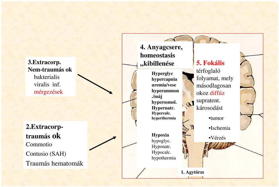 Anyagcsere, homeostasis kibillenése Hyperglyc hypercapnia uremia/vese hyperammon./máj hyperosmol. Hypernatr.