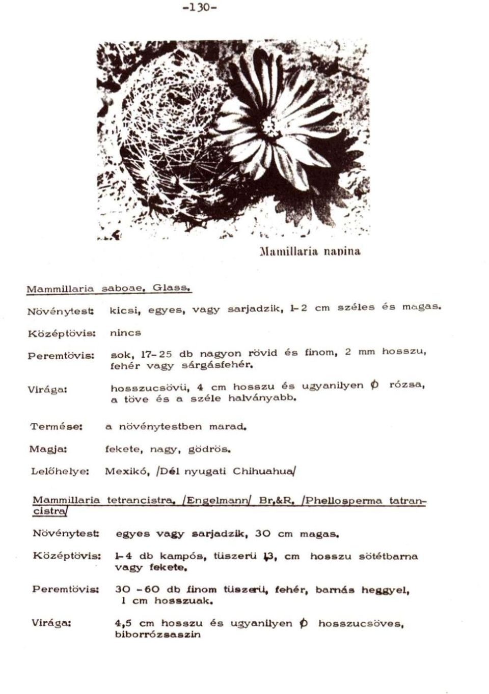 Virága: hosszucsövü, 4 cm hosszú és ugyanilyen 0 rózsa, a töve és a széle halványabb. Termése; a növénytestben marad. Magja: fekete, nagy, gödrös.