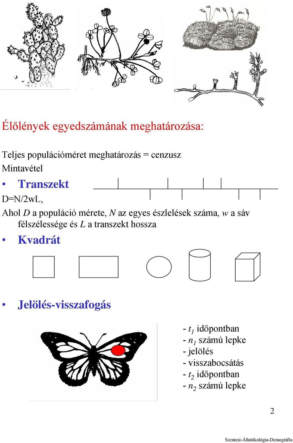 w a sáv félszélessége és L a transzekt hossza Kvadrát Jelölés-visszafogás - t 1