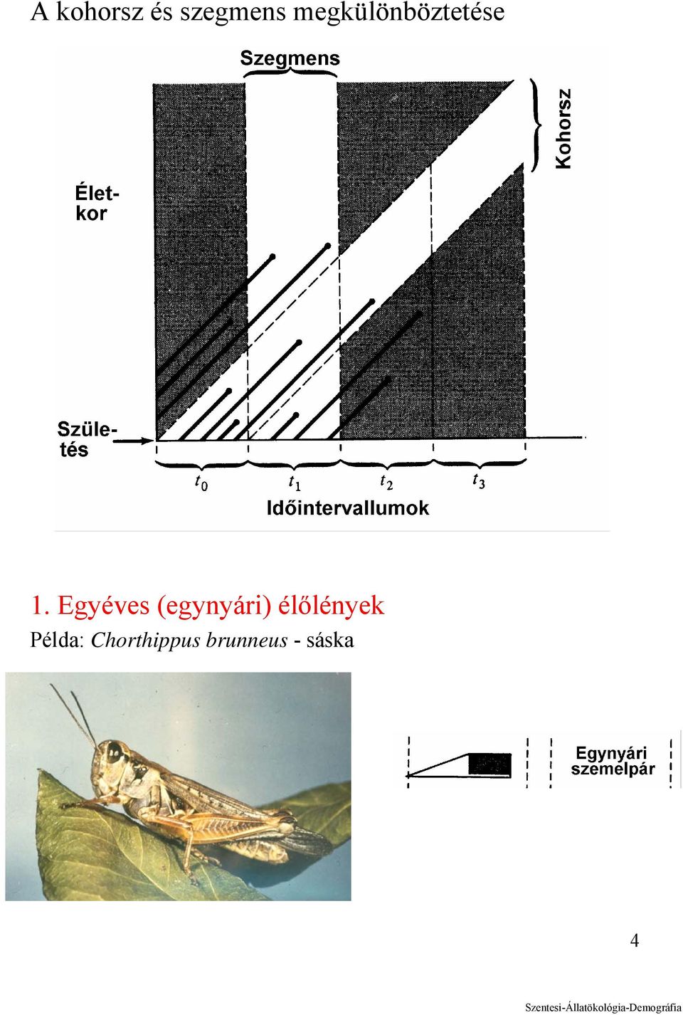 Egyéves (egynyári)