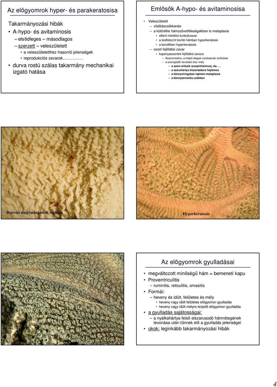 borító hámban hyperkeratosis a bendıben hyperkeratosis csont fejlıdési zavar koponyacsontok fejlıdési zavara Asszimmetria, a kilépı idegek nyílásainak szőkülete a szemgödör kevésbé lesz mély» a szem