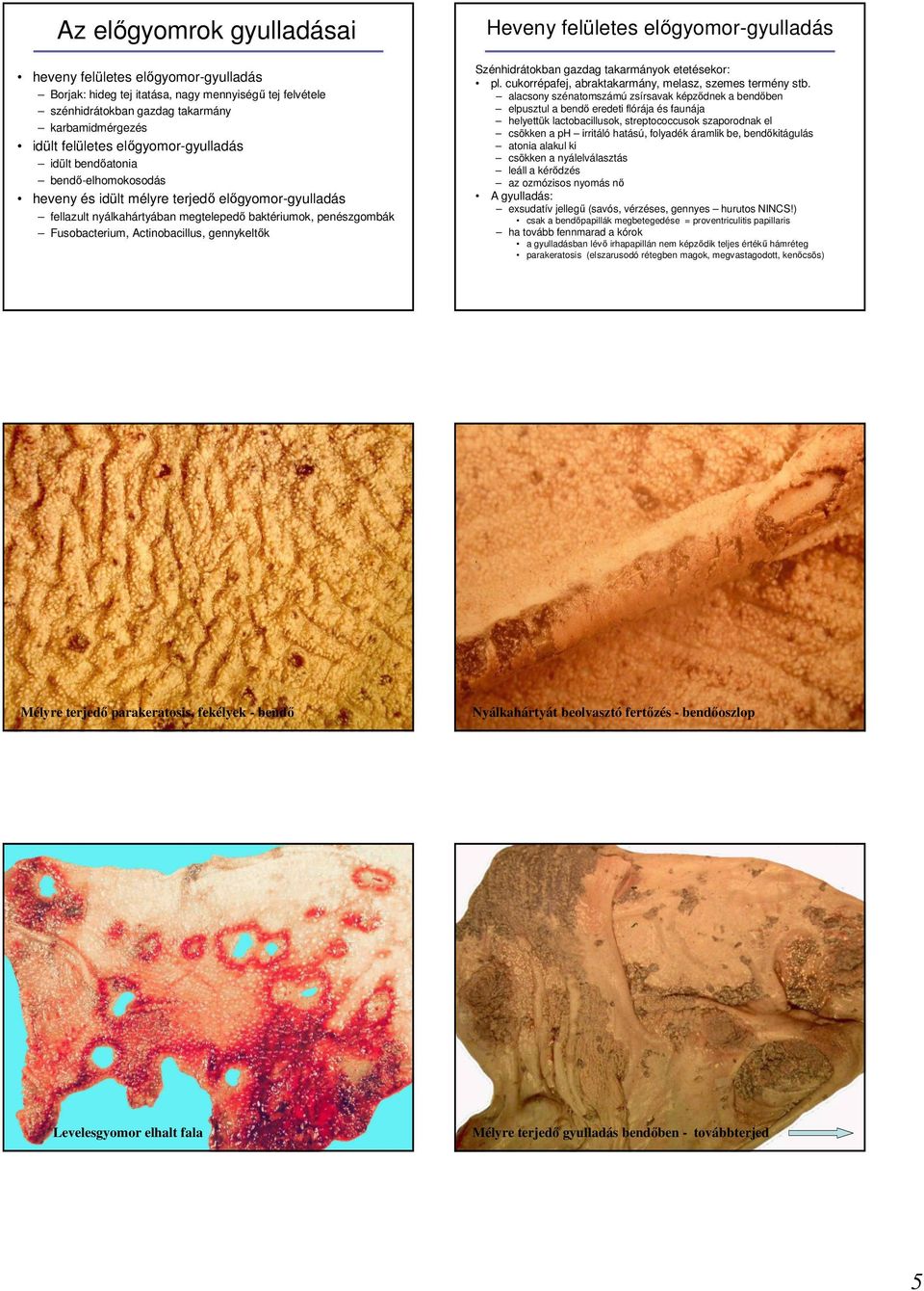 Actinobacillus, gennykeltık Heveny felületes elıgyomor-gyulladás Szénhidrátokban gazdag takarmányok etetésekor: pl. cukorrépafej, abraktakarmány, melasz, szemes termény stb.