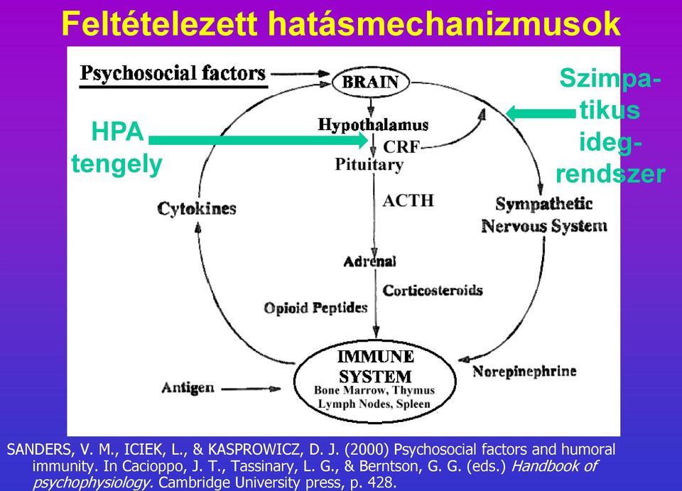 (2000) Psychosocial factors and humoral immunity. In Cacioppo, J. T.