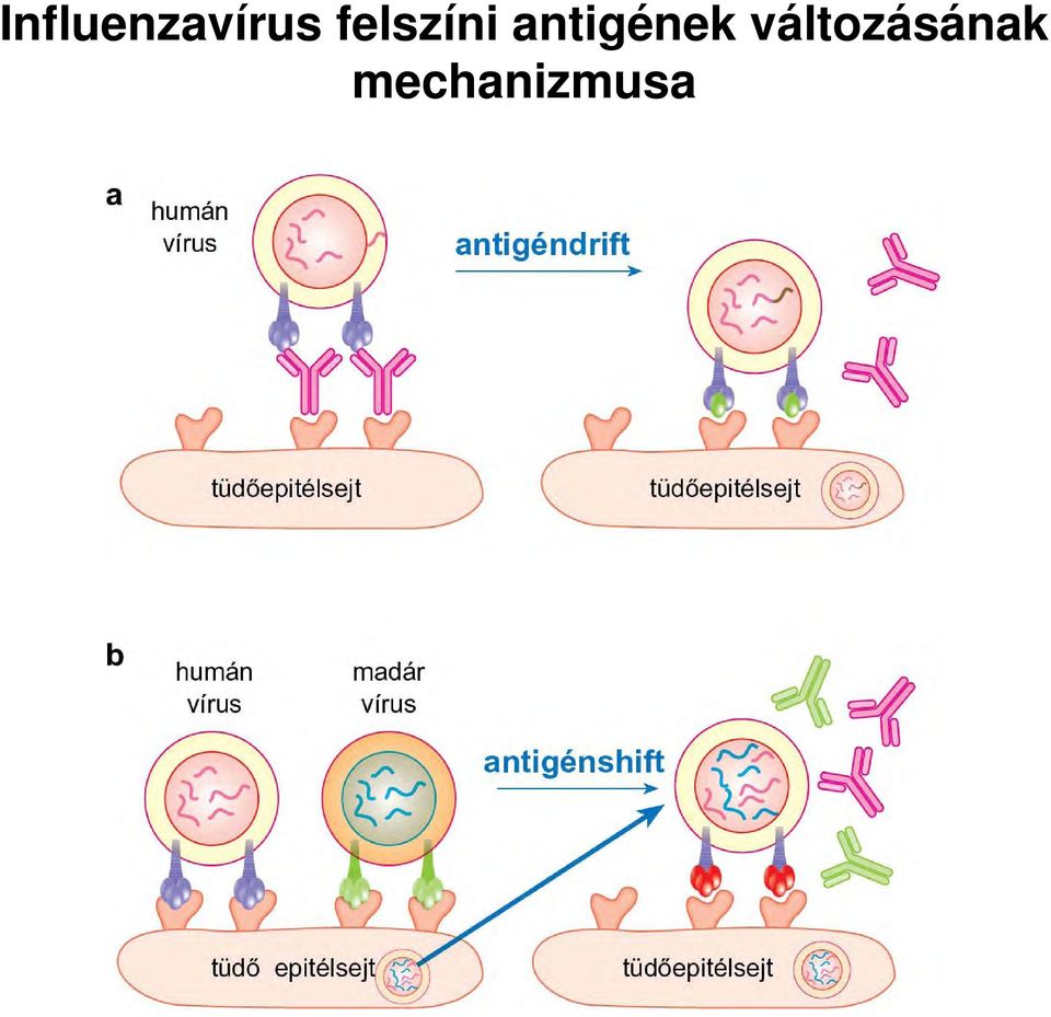 antigének