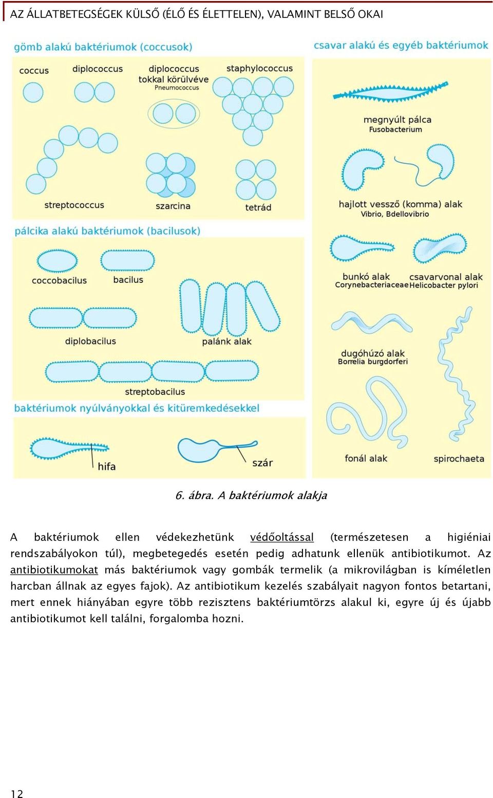 megbetegedés esetén pedig adhatunk ellenük antibiotikumot.