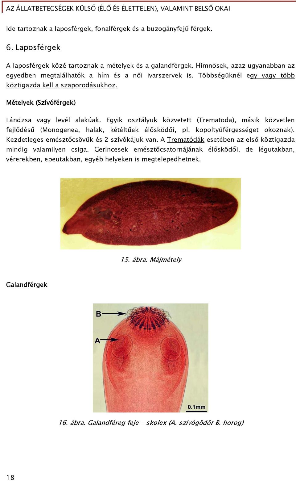 Egyik osztályuk közvetett (Trematoda), másik közvetlen fejlődésű (Monogenea, halak, kétéltűek élősködői, pl. kopoltyúférgességet okoznak). Kezdetleges emésztőcsövük és 2 szívókájuk van.