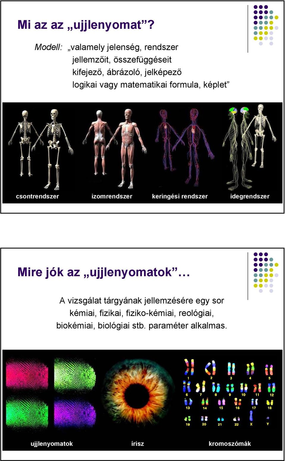 vagy matematikai formula, képlet csontrendszer izomrendszer keringési rendszer idegrendszer Mire jók